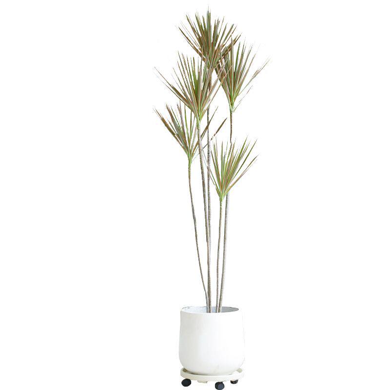 精品重瓣茉莉花新手可养净化空气茉莉花