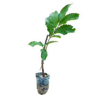 软糯香板栗苗树嫁接地栽南方北方种植大红袍快结果特大果苗地栽木