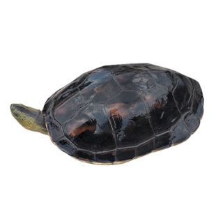 大乌龟活物大个珍珠龟活物特大巨型乌龟大只草龟两栖宠物龟吃菜龟