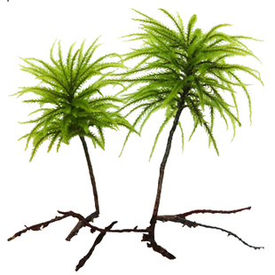 万年藓水草活体植物鱼缸水草活体易活好养耐低温生态瓶水草造景