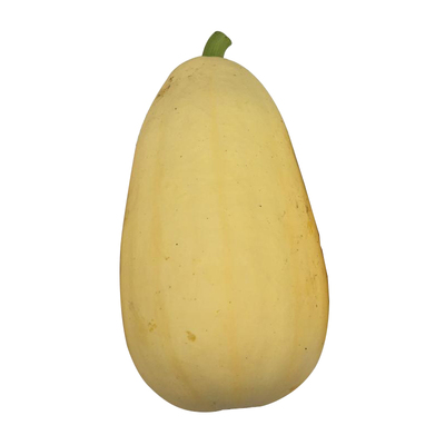 黄皮白玉瓜角瓜高产四季蔬菜种籽