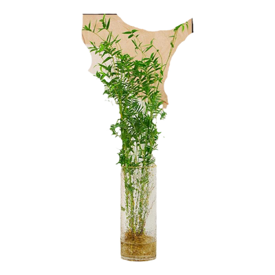 水培植物米竹带根好养活