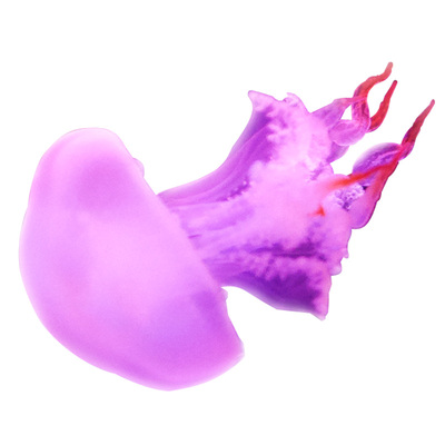 赤月水母活体宠物观赏瓶火箭小水母海蜇苗水母海水观赏鱼