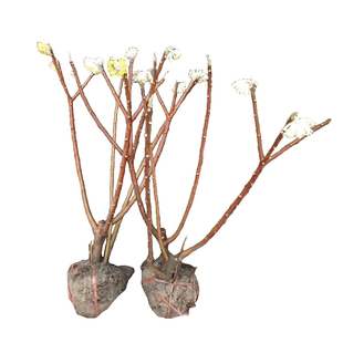 结香花树苗盆栽庭院别墅节香花卉植物梦花树苗室外风景大树绿化苗