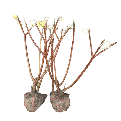 结香花树苗盆栽庭院别墅节香花卉植物梦花树苗室外风景大树绿化苗