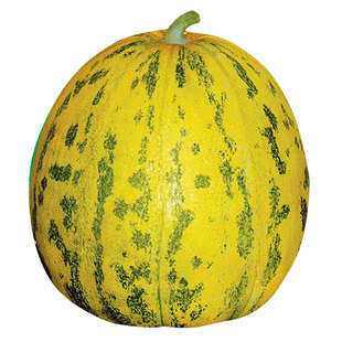 八里香飘香甜瓜种子种籽孑大全南方北方特甜香瓜早熟高产四季香甜