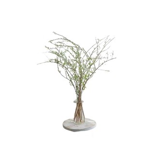 雪柳鲜枝水培干枝支带花苞绿植物室内鲜花水养开花卉龙柳盆栽插花