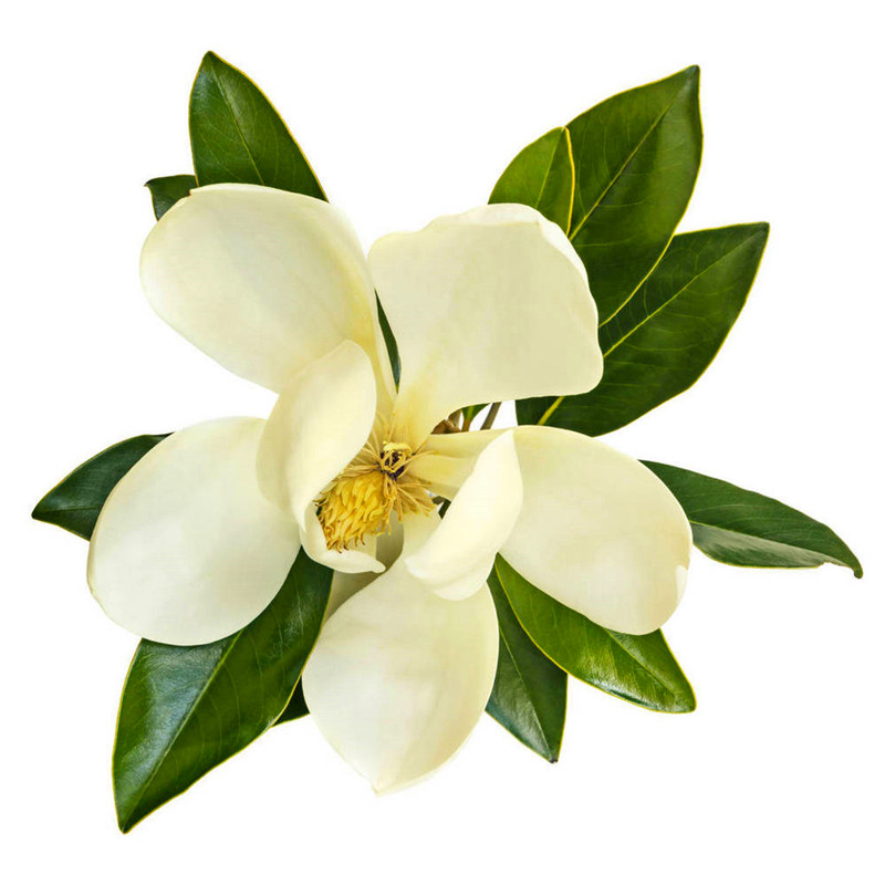 广玉兰荷花树苗庭院四季常青耐寒