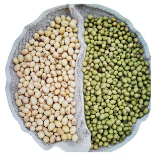 神农架高山老品种黄豆绿皮土黄豆打豆浆传统农家自种当季新货