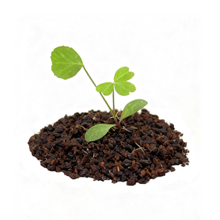 波斯菊种子四季播种幸运草康乃馨向日葵开花易活薄荷牵牛花小种籽