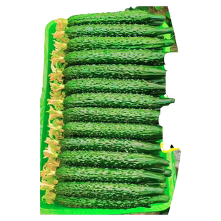 老黄瓜种籽满地爬黄瓜种子满嫁接黄瓜苗四季水果秧苗蔬菜种孑夏天