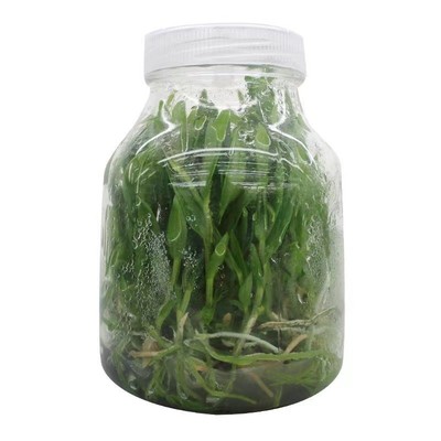 批发玻璃瓶350ml组培瓶