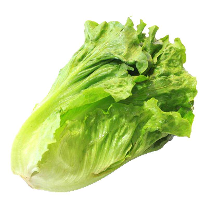 【老一生鲜】新鲜 蔬菜意大利生菜 色拉菜叶 本地生菜 沙拉 包邮