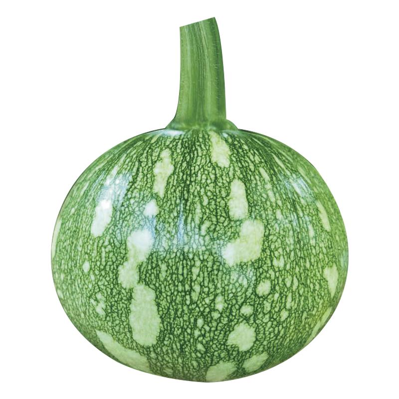 寿禾嫩南瓜种子嫩食绿皮迷你小南瓜种籽菜瓜蔬菜嫩瓜小青瓜苗秧孑