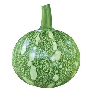 寿禾嫩南瓜种子嫩食绿皮迷你小南瓜种籽菜瓜蔬菜嫩瓜小青瓜苗秧孑