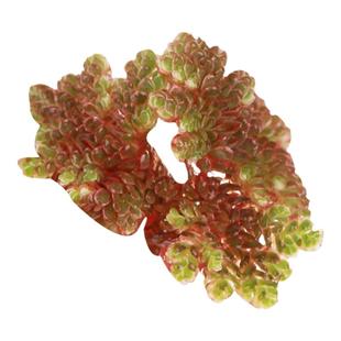 珊瑚萍水草植物淡水鱼缸浮萍净化水质降温除油膜微景观植物满江红