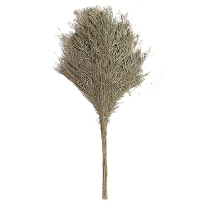 扫把马路扫帚承安竹子