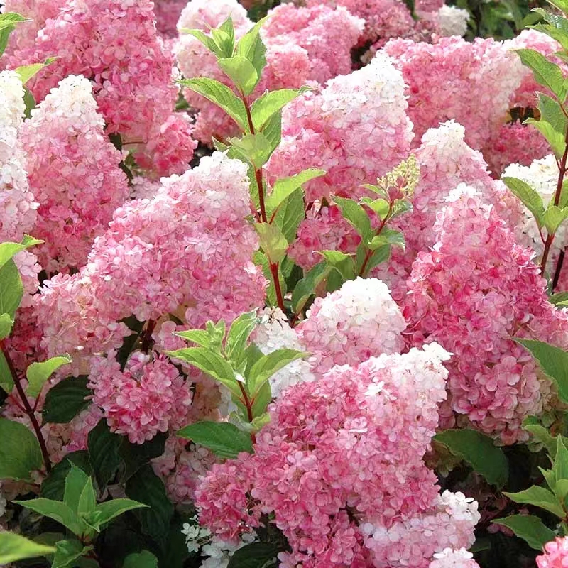 圆锥绣球大花耐热耐寒庭院植物盆栽地栽香草草莓石灰灯夏日美人