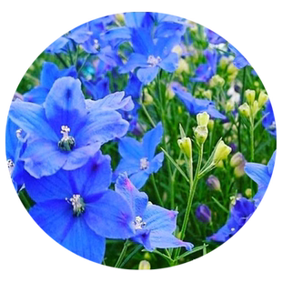 千鸟草小花飞燕草花种子籽四季种植开花易活盆栽花苗阳台庭院种孑