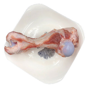 冷冻新鲜猪筒骨大骨头前腿骨光骨棒骨熬汤食材20斤浙沪苏皖包邮