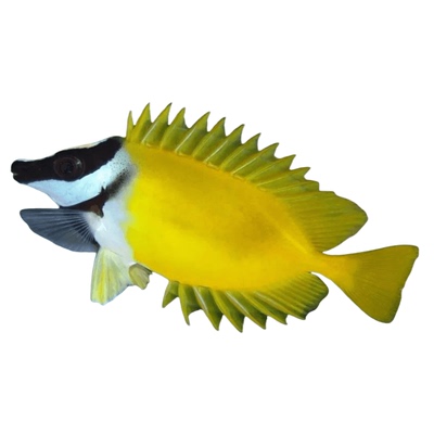 8年老店黄狐狸海水鱼可养吊类