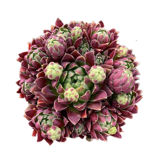 西瓜球 夏季好看好养不徒长多头群生长生草多肉植物 室内书房萌物