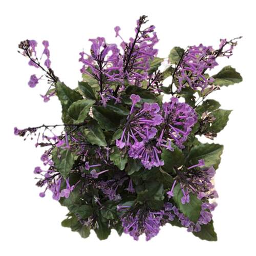 特丽莎薰衣草吸毒草香茶菜普莫奈香阳台庭院盆栽花卉植物带花包邮
