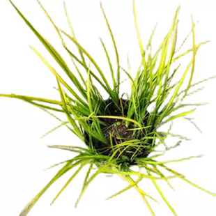 金叶石菖蒲盆栽黄金姬菖蒲阳台室外耐阴耐寒植物花镜造景绿植包邮