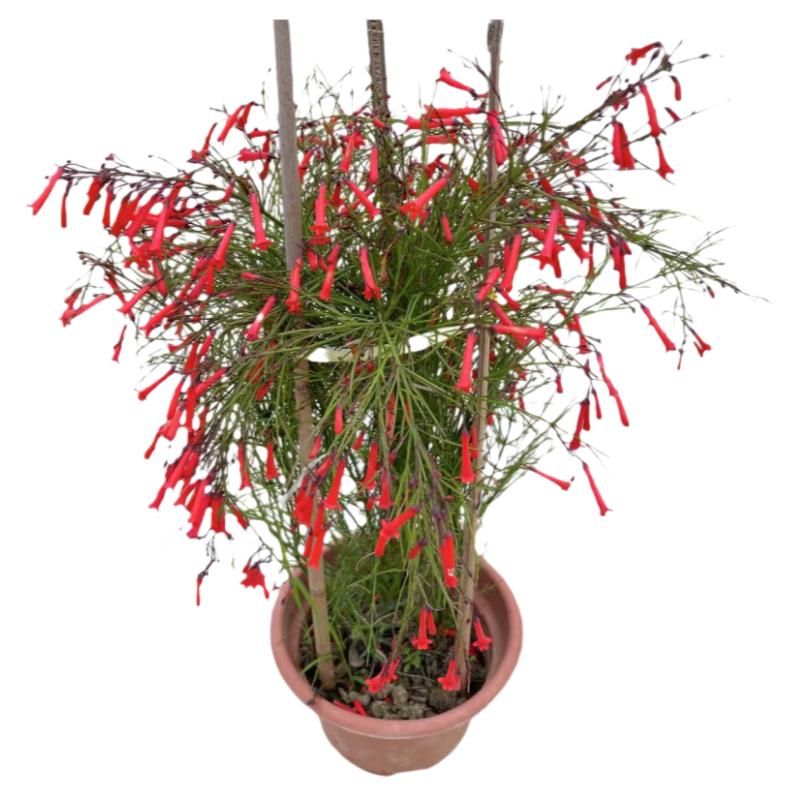 爆仗竹阳台庭院盆栽吉祥草红色鞭炮花炮仗花喜阳耐热植物爆竹花苗