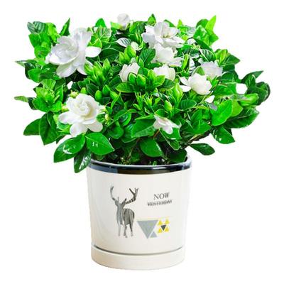 栀子花盆栽带花苞好养鲜花绿植