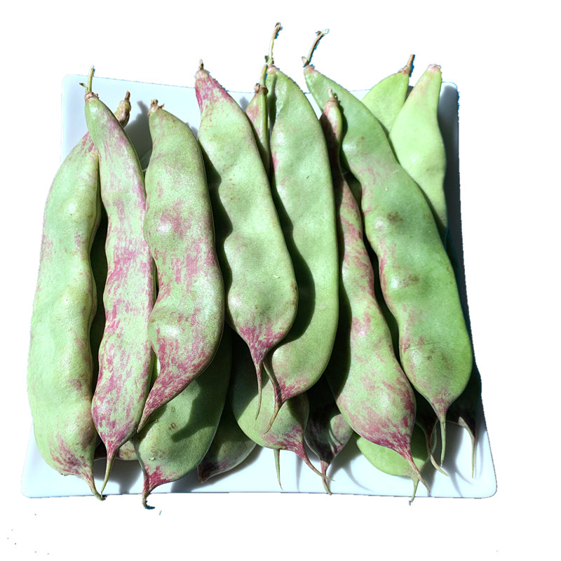 东北油豆角新鲜蔬菜 5斤净重现摘现发开锅烂多省包邮一点红九月青