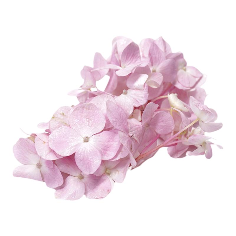 粉色绣球新鲜摆盘花草蛋糕点缀