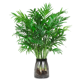 袖珍椰子室内盆栽水培植物好养富贵竹客厅龟背竹驱蚊竹柏四季土培