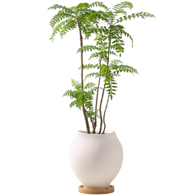 蓝花楹盆栽净化空气绿植