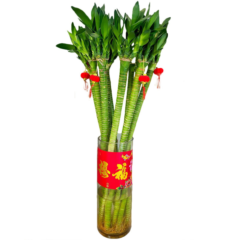 带根文昌竹4支金榜题名龙竹转运富贵竹水培植物水养绿植室内盆栽