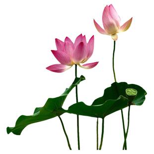 荷花苗盆栽水养莲藕种根苗食用观赏藕种藕苗莲花碗莲种藕水生植物