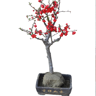 森农哥 长寿梅花大红色海棠花树苗庭院带花苞日本海棠花盆栽盆景