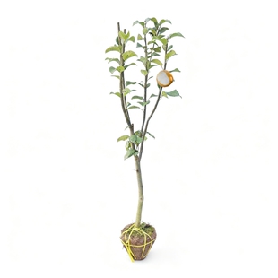 秋月梨果树苗丰水梨圆黄嫁接苗南北方种植盆地栽庭院种植带土苗木