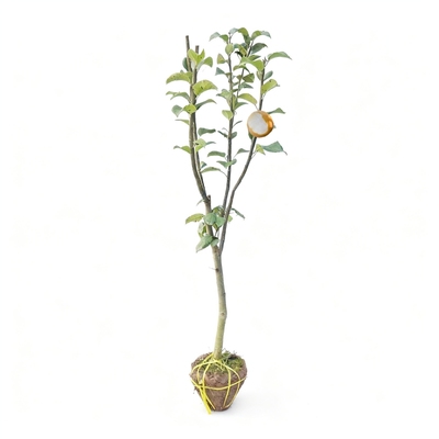 秋月梨圆黄梨嫁接果树苗