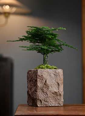 文竹海岛罗汉松微型盆栽茶桌面小绿植摆件拇指盆景超迷你装饰摆设