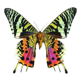 太阳蛾月亮蛾原蝶标本未展翅马达加斯加金燕蛾燕尾蛾原蝶蝴蝶标本