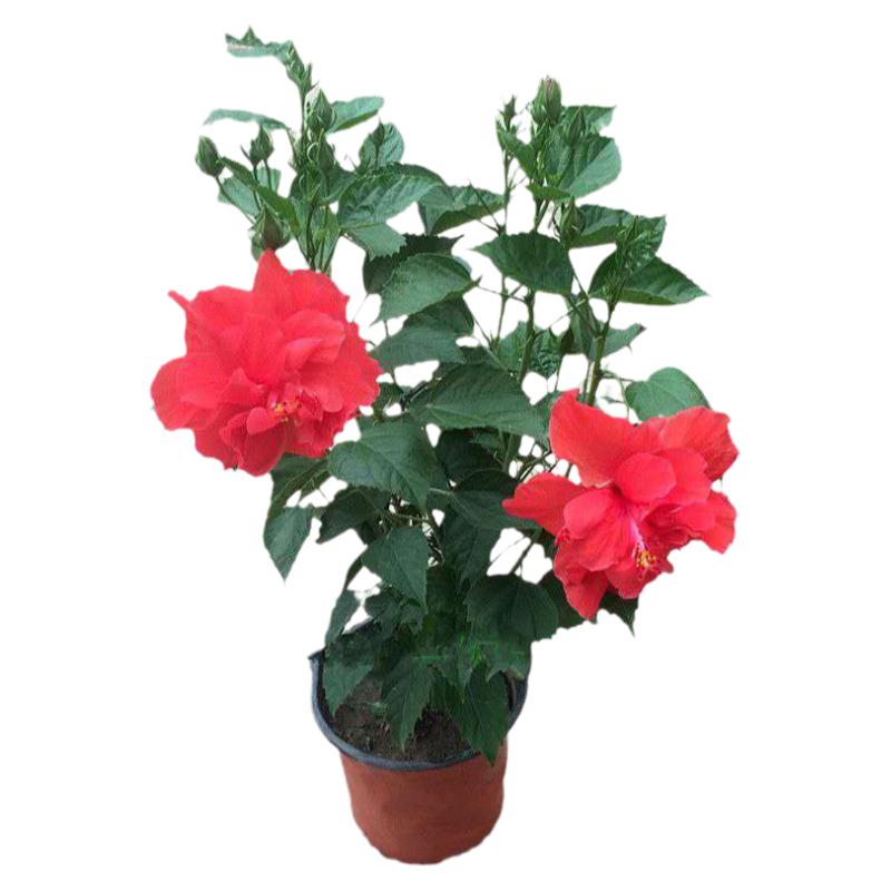 花卉观花客厅丹麦木槿花四季进口