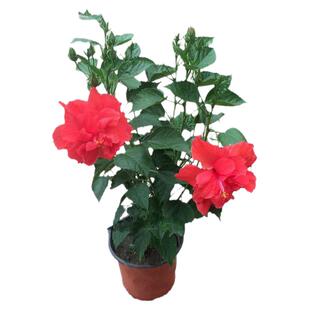 进口丹麦木槿花卉观花植物客厅庭院盆栽四季开花带花发货重瓣花苗