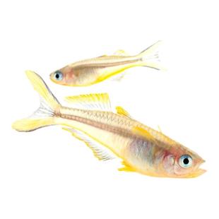 霓虹燕子进口热带观赏鱼缸草缸上层灯鱼群游新郎官活体观赏鱼灯科