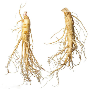 长白山新鲜人参 人参苗 人参种子西洋参种子林下参种子野山参种子