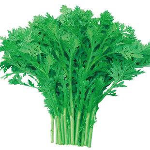 小叶茼蒿种子皇帝菜种籽光杆蒿子秆四季播阳台盆栽庭院蔬菜种子