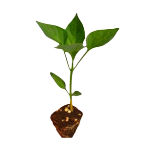 小米辣椒苗秧苗朝天椒种籽苗泡椒苗幼苗四季超辣超产阳台辣椒苗子