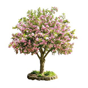 特大海棠树苗高杆西府垂丝海棠果树庭院盆栽地四季好养大型风景树