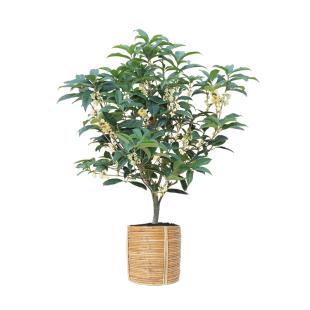 四季桂花大树苗盆栽景开花不断带浓香型苞绿植物花卉室内庭院好养