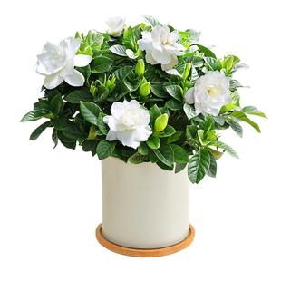 带花苞栀子花盆栽室内桌面花卉植物四季绿叶阳台绿植水培茉莉花